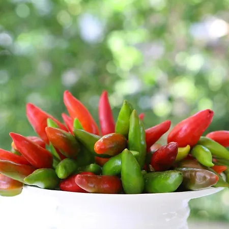 Villa Conca D'oro Gallipoli