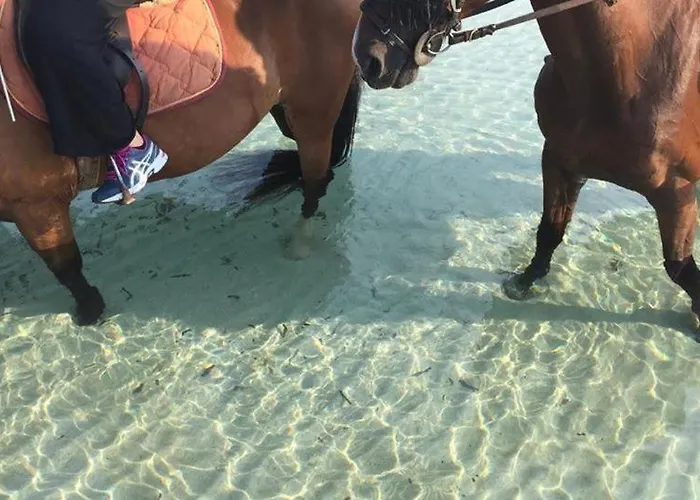 فيلة Conca D'oro *